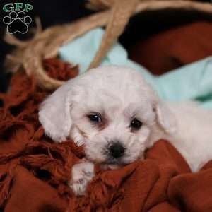 Jasper, Bichon Frise Puppy